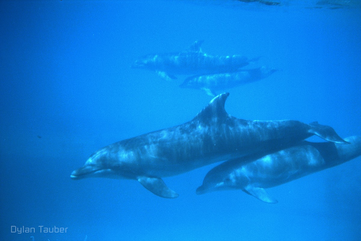 Dylan Tauber Photo 3