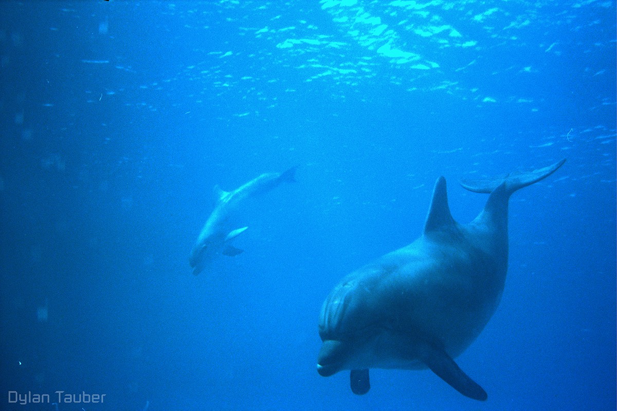 Dylan Tauber Photo 4