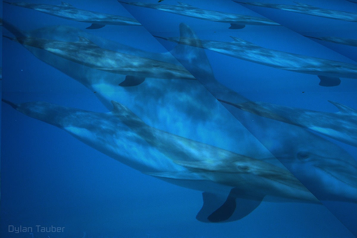 Dylan Tauber Photo 8