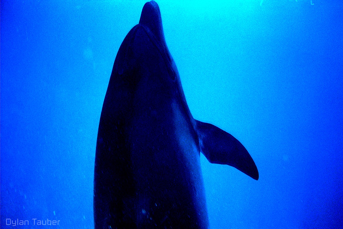 Dylan Tauber Photo 9